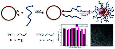 Graphical abstract: A twin-tailed tadpole-shaped amphiphilic copolymer of poly(ethylene glycol) and cyclic poly(ε-caprolactone): synthesis, self-assembly and biomedical applications