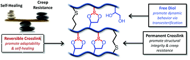 Graphical abstract: Maximizing the symbiosis of static and dynamic bonds in self-healing boronic ester networks