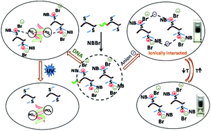 Graphical abstract: Methionine-based cationic polypeptide/polypeptide block copolymer with triple-stimuli responsiveness: DNA polyplexation and phototriggered release