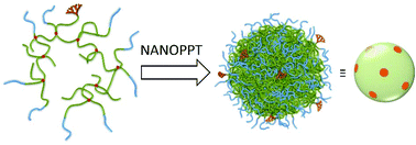 Graphical abstract: Co-initiated hyperbranched-polydendron building blocks for the direct nanoprecipitation of dendron-directed patchy particles with heterogeneous surface functionality