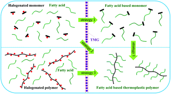 Graphical abstract: Highly efficient strategies toward sustainable monomers and polymers derived from fatty acids via tetramethylguanidine promoted esterification