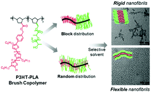 Graphical abstract: Solution self-assembly of poly(3-hexylthiophene)–poly(lactide) brush copolymers: impact of side chain arrangement