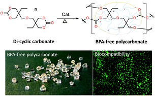 Graphical abstract: Sustainable synthesis and characterization of a bisphenol A-free polycarbonate from a six-membered dicyclic carbonate