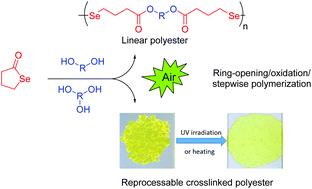 Graphical abstract: Dynamic diselenide-containing polyesters from alcoholysis/oxidation of γ-butyroselenolactone