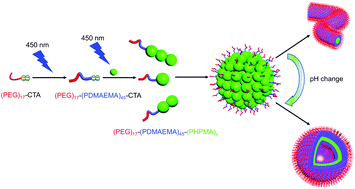 Graphical abstract: Light-mediated one-pot synthesis of an ABC triblock copolymer in aqueous solution via RAFT and the effect of pH on copolymer self-assembly