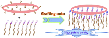 Graphical abstract: Synthesis of a cyclic-brush polymer with a high grafting density using activated ester chemistry via the “grafting onto” approach