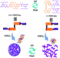 Graphical abstract: Photo-driven morphological transformations of supramolecular polymers actuated by an overcrowded alkene switch