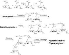 Graphical abstract: Facile preparation of hyperbranched glycopolymers via an AB3* inimer promoted by a hydroxy/cerium(iv) redox process