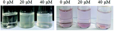 Graphical abstract: Enzyme triggered disassembly of amphiphilic linear-dendritic block copolymer micelles based on poly[N-(2-hydroxyethyl-l-glutamine)]