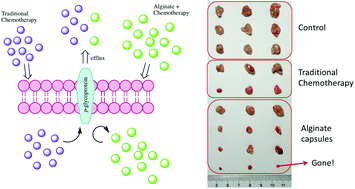 Graphical abstract: The effective treatment of multi-drug resistant tumors with self-assembling alginate copolymers