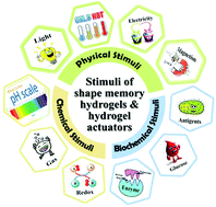 Graphical abstract: Trends in polymeric shape memory hydrogels and hydrogel actuators