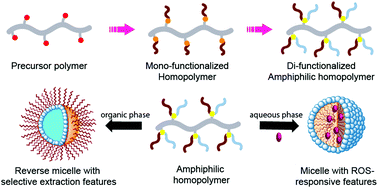 Graphical abstract: Sequential nucleophilic “click” reactions for functional amphiphilic homopolymers