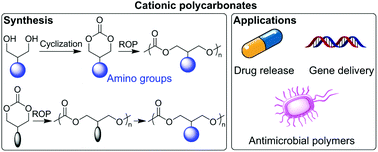 Graphical abstract: Cationic polycarbonates via ring-opening polymerization: design, synthesis, and applications