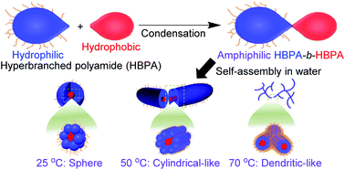 Graphical abstract: Synthesis of amphiphilic, Janus diblock hyperbranched copolyamides and their self-assembly in water