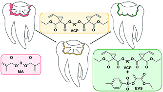 Graphical abstract: Enhanced reduction of polymerization-induced shrinkage stress via combination of radical ring opening and addition fragmentation chain transfer