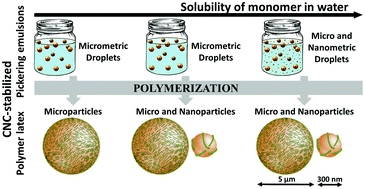 Graphical abstract: Synthesis of latex stabilized by unmodified cellulose nanocrystals: the effect of monomers on particle size