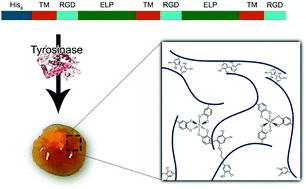 Graphical abstract: Enzymatic assembly of adhesive molecular networks with sequence-dependent mechanical properties inspired by mussel foot proteins