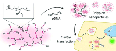 Graphical abstract: Hyperbranched poly(ethylenimine-co-oxazoline) by thiol–yne chemistry for non-viral gene delivery: investigating the role of polymer architecture