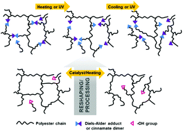 Graphical abstract: Reversible networks of degradable polyesters containing weak covalent bonds