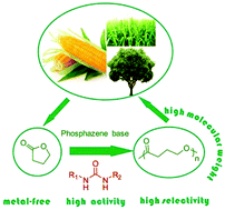 Graphical abstract: A facile method to prepare high molecular weight bio-renewable poly(γ-butyrolactone) using a strong base/urea binary synergistic catalytic system