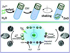 Graphical abstract: Extremely rapid engineering of zinc oxide nanoaggregates with structure-dependent catalytic capability towards removal of ciprofloxacin antibiotic