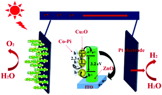 Graphical abstract: ZnO photoelectrode simultaneously modified with Cu2O and Co-Pi based on broader light absorption and efficiently photogenerated carrier separation
