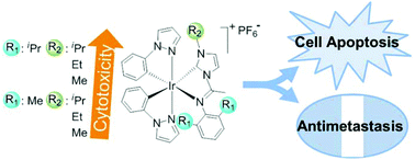 Graphical abstract: Dual-functional cyclometalated iridium imine NHC complexes: highly potent anticancer and antimetastatic agents