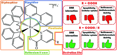 Graphical abstract: Esterification of the free carboxylic group from the lutidinic acid ligand as a tool to improve the cytotoxicity of Ru(ii) complexes