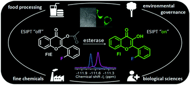 Graphical abstract: A dual fluorogenic and 19F NMR probe for the detection of esterase activity