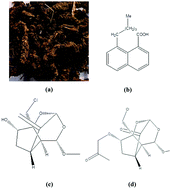 Graphical abstract: Valeriana wallichii root extract as a green & sustainable corrosion inhibitor for mild steel in acidic environments: experimental and theoretical study