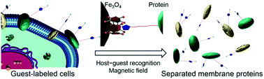 Graphical abstract: Pillararene-based host–guest recognition facilitated magnetic separation and enrichment of cell membrane proteins