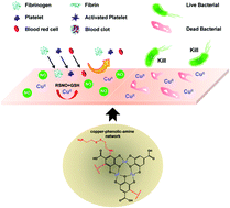 Graphical abstract: A facile metal–phenolic–amine strategy for dual-functionalization of blood-contacting devices with antibacterial and anticoagulant properties