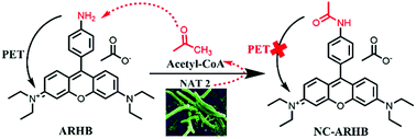 Graphical abstract: A highly selective fluorescent probe for real-time imaging of bacterial NAT2 and high-throughput screening of natural inhibitors for tuberculosis therapy