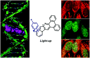 Graphical abstract: Dibenzopyridoimidazocinnolinium cations: a new family of light-up fluorescent DNA probes