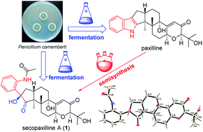 Graphical abstract: Secopaxilline A, an indole-diterpenoid derivative from an aciduric Penicillium fungus, its identification and semisynthesis