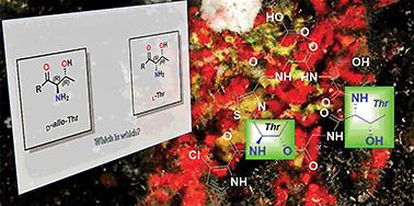 Graphical abstract: Combining JBCA and Marfey's methodology to determine the absolute configuration of threonines: the case of gunungamide A, a new cyclic depsipeptide containing chloropyrrole from the sponge Discodermia sp.