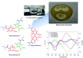 Graphical abstract: Beauvetetraones A–C, phomaligadione-derived polyketide dimers from the entomopathogenic fungus, Beauveria bassiana