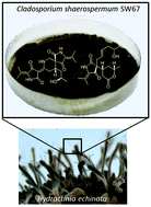 Graphical abstract: Spirocyclic cladosporicin A and cladosporiumins I and J from a Hydractinia-associated Cladosporium sphaerospermum SW67