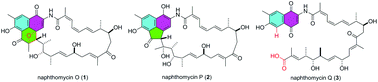 Graphical abstract: Naphthomycin-derived macrolactams with two new carbon skeletons from endophytic Streptomyces