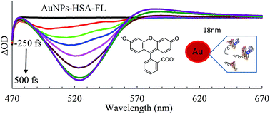 Graphical abstract: Spectroscopic characterization of the warfarin drug-binding site of folded and unfolded human serum albumin anchored on gold nanoparticles: effect of bioconjugation on the loading capacity