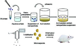 Graphical abstract: Fabrication and characterization of DDAB/PLA-alginate composite microcapsules as single-shot vaccine