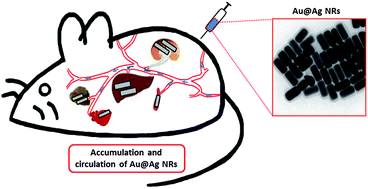 Graphical abstract: Bio-distribution and bio-availability of silver and gold in rat tissues with silver/gold nanorod administration