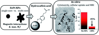 Graphical abstract: Magnetic interactions and in vitro study of biocompatible hydrocaffeic acid-stabilized Fe–Pt clusters as MRI contrast agents