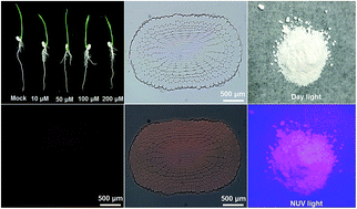 Graphical abstract: Synthesis and luminescence properties of Eu3+-activated BiF3 nanoparticles for optical thermometry and fluorescence imaging in rice root