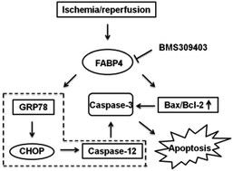 Graphical abstract: Pharmacological inhibition of fatty acid-binding protein 4 (FABP4) protects against renal ischemia-reperfusion injury