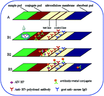 Graphical abstract: Au/Fe3O4 core–shell nanoparticles are an efficient immunochromatography test strip performance enhancer—a comparative study with Au and Fe3O4 nanoparticles