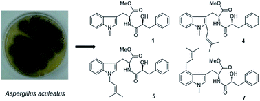 Graphical abstract: Substituted l-tryptophan-l-phenyllactic acid conjugates produced by an endophytic fungus Aspergillus aculeatus using an OSMAC approach