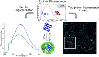 Graphical abstract: Excimer based fluorescent pyrene–ferritin conjugate for protein oligomerization studies and imaging in living cells