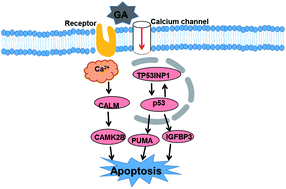 Graphical abstract: Transcriptome analysis reveals GA induced apoptosis in HCT116 human colon cancer cells through calcium and p53 signal pathways