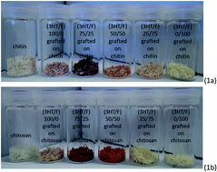 Graphical abstract: Fluorescence control of chitin and chitosan fabricated via surface functionalization using direct oxidative polymerization